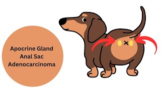 Canine Apocrine Gland Anal Sac Adenocarcinoma aka AGASACA [upl. by Amari]