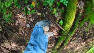 Mushroom Foraging 10 mushroom foraging nature educational outdoors plants camera outside [upl. by Schaaff]