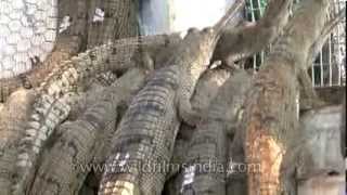 Gharial breeding along the Chambal river in India [upl. by Ynalem]