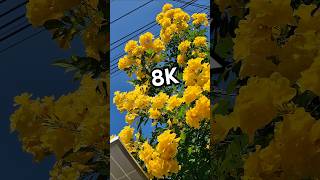 8K Tecoma stans  yellow elder flower yellowelder yellowflower 8k [upl. by Pennie]