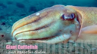 Giant Cuttlefish Swimming Blairgowrie Pier 2015 HD [upl. by Nothgierc461]