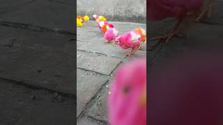 Pink colours chicks 🐥 morga pets babyanimals [upl. by Armmat]