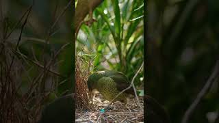 Satin bowerbirds make such robotic movements sometimes Goes well with the obscure sounds [upl. by Aerdnaeel]