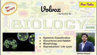 Volvox  Morphology and Life cycle  Bsc  Free PDF notes  by Viologia EXtrema [upl. by Katey]