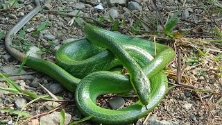 Ular gadung ular hijau Gonyosoma Oxycephalum [upl. by Eicak646]