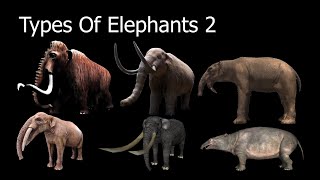 Types Of Elephants 2 [upl. by Cartie264]