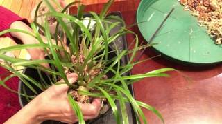 repotting maxillaria tenuifolia orchid [upl. by Michell350]