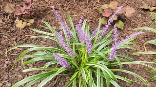 Plant Spotlight Liriope Muscari A tough and versatile perennial [upl. by Aihsinyt]