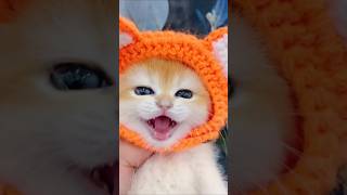 Little mao mao cat catvideos shorts funny kitten cute viralvideo cutvideo [upl. by Heron]