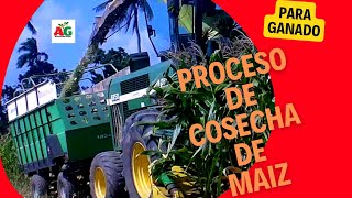 Proceso de cosecha de maíz para el ganado [upl. by Glick]