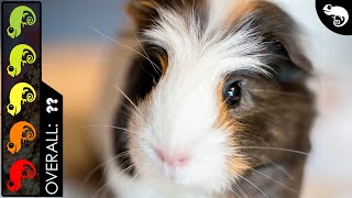 Guinea Pig The Best Pet Mammal [upl. by Bordiuk]