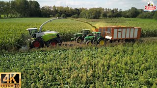 full version Cornharvest 2023 Van Rulo Claas jaguar 950 750 orbis John Deerefendt dronefootage [upl. by Woodson]