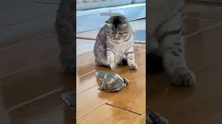 Funniest Cat ❤️ funny cats compilation 😾 catsworld 3492 [upl. by Keefe]