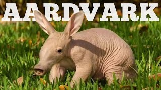 Aardvark The Groundhog  Marvelous Animals Facts [upl. by Iren441]