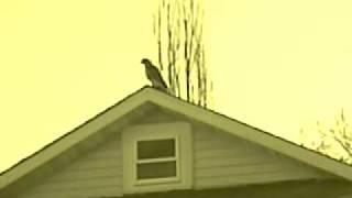 CNBNEWSNET Red Tail Hawk over Gloucester City [upl. by Audry]