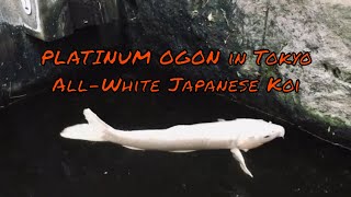 Platinum Ogon aka solidmetallic white Japanese koi fish [upl. by Noami]