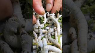 The mysterious process of making silk from silkworm cocoons [upl. by Iah]