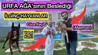 URFA AĞASININ BESLEDİĞİ HAYVANLAR  Kenan Ağanın Çiftliği [upl. by Goldner601]