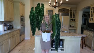 Ultimate Guide how to grow huge Anthuriums in your home including Warocqueanum  in low humidity [upl. by Solram839]