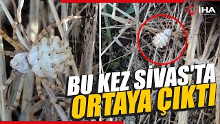 Sivasta Zehirli Örümcek Tehlikesi Argiope lobata Sivasta Görüldü [upl. by Bron]