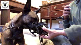 4 Steps to Introducing Your Dog to a Muzzle [upl. by Oremar]