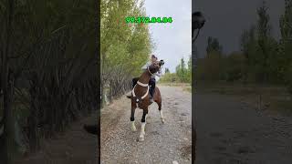 ОТ СОТИЛАДИ xabarlaruz otbozori bozor horse otnarxlari [upl. by Tudor]