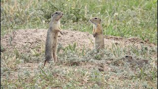 Popandau  European ground squirrel [upl. by Ecnarwal972]