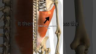 The Latissimus Dorsi Muscle [upl. by Kellda756]