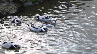 Longtailed ducks dabbling WWT Arundel [upl. by Tiana591]