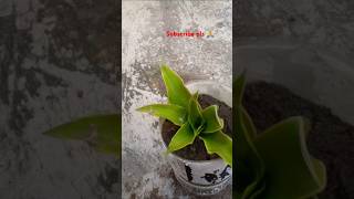 Grow chain plant from cutting garden short gardening gardenigtipshortfeed trending [upl. by Ellehcen]