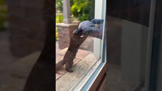 Furry Acrobat shortvideo shorts squirrel youtube animals foodie explore video art food yt [upl. by Lindholm113]