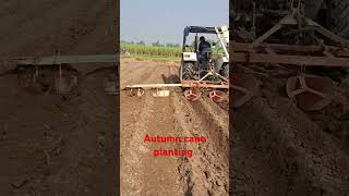 Autumn cane planting farming sugarcane sugarplant shortvideo [upl. by Nnaira916]