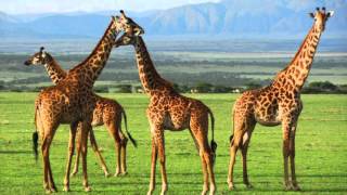 The Giraffe song by Zoo Boyz [upl. by Reivazx]