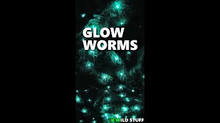 Glow Worms Wriggling in their Cave SHORTS [upl. by Fording174]