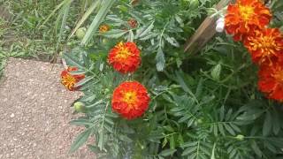 How to identify French Marigold dwarf and tagetes patula marigold [upl. by Torrlow857]