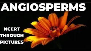 Plant kingdom 10  ANGIOSPERMS  Class 11 CBSE NCERT NEET NCERT through pictures [upl. by Grory107]