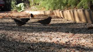 Wild song birds of southwestern Oregon [upl. by Berget149]