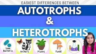 Easiest Difference between Autotrophs and Heterotrophs  What is Autotroph and Heterotroph [upl. by Sreip]