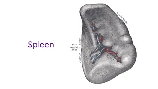 Spleen a complete discussion in Bangla by Prof Dr Md Ashfaqur Rahman [upl. by Yam934]