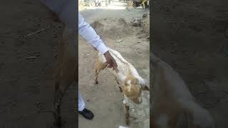 Meningitis in Goat  GID in Goat [upl. by Nahgem]