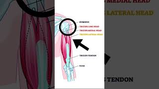 The Triceps Muscle  Explained [upl. by Mikah818]