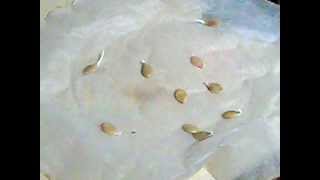 Squash seed germination 1 day and a few hoursAVI [upl. by Arod]