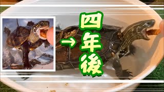 オスのクサガメ、4年でこうなりました。クサガメベビーつくの成長記181 My pet reeves turtle turned 4 years old 4歳 誕生日 亀 可愛い 亀飼育 [upl. by Eurd]