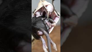 Longest Venomous Snake Fangs in the World Can anyone tell me who comes in second wildlife shorts [upl. by Lindsay451]