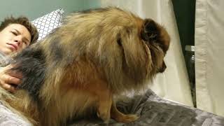 Kennel Cough  Pomeranian [upl. by Petey]