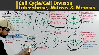 Cell Cycle or Cell division complete lecture Interphase Mitosis and Meiosis [upl. by Aerdnahc]