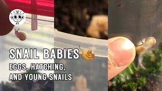 Snail Eggs Hatching and Babies [upl. by Irtimed]