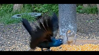 Grackle Attacks and Carries Off a Baby Sparrow at BWHQ [upl. by Trimmer]