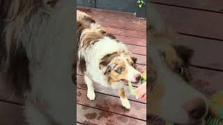 Cute Red Merle and Blue Merle Border Collies Playing with Tug Toy [upl. by Grove944]