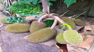 Jackfruit Grafting Technique [upl. by Neerak]